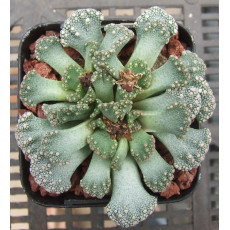 T.calcarea (blue form) - Plant